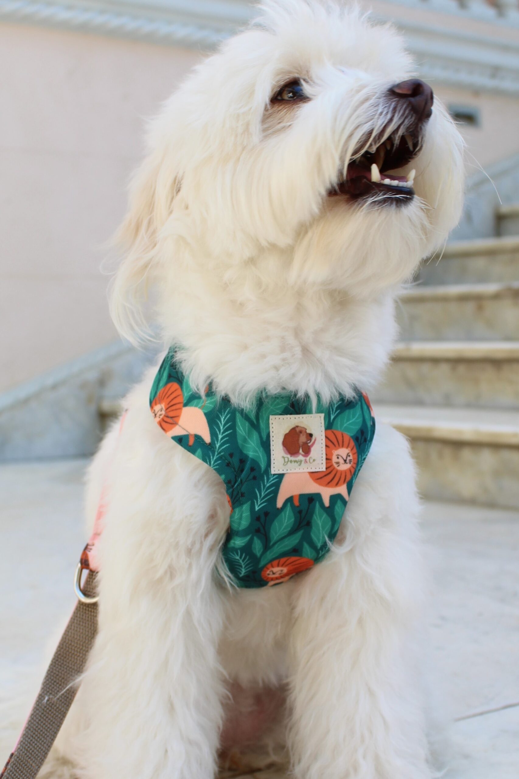 Arnés Leoncitos (Colección Impermeable) - Imagen 2