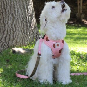 Arnés Abejitas (Colección impermeable)