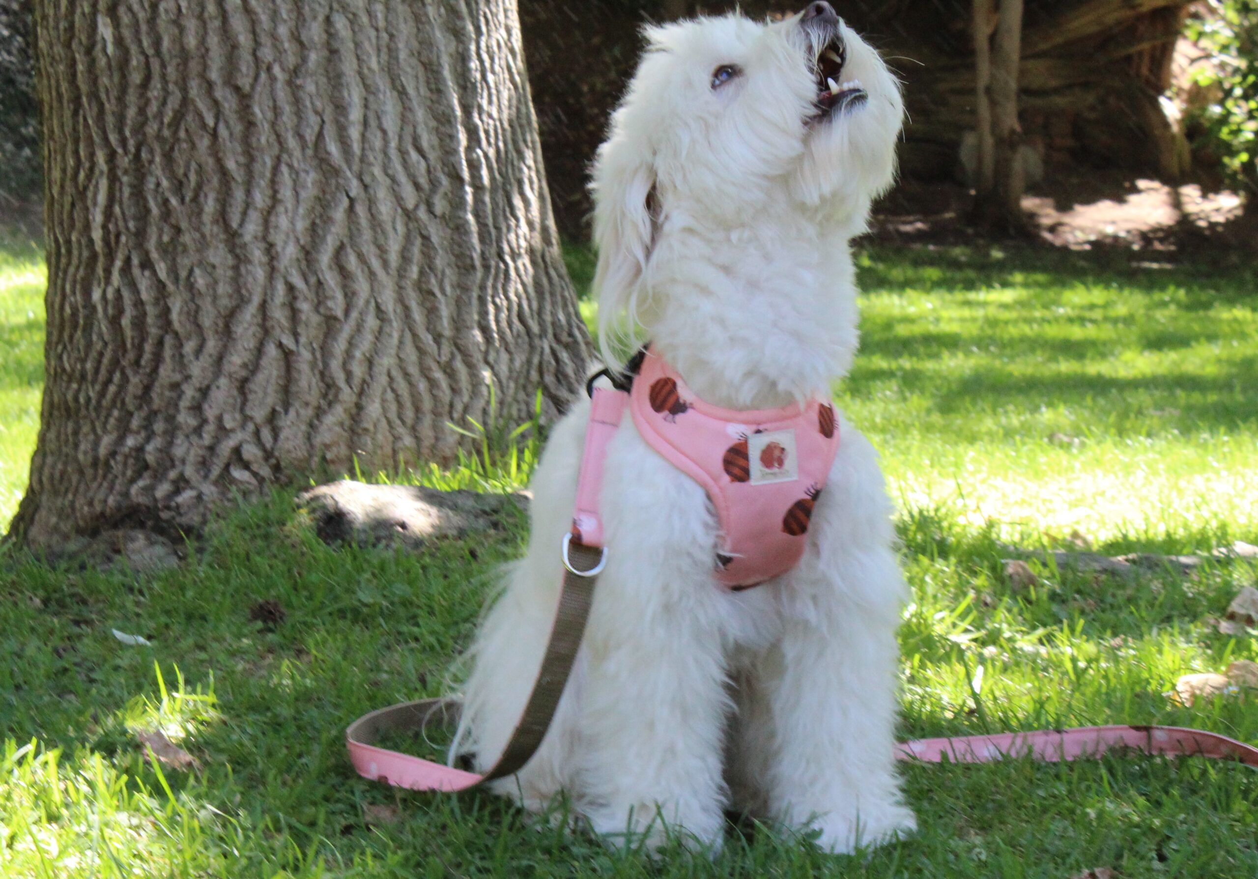 Arnés Abejitas (Colección impermeable) - Imagen 2