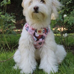 Arnés Corazones (Colección impermeable)