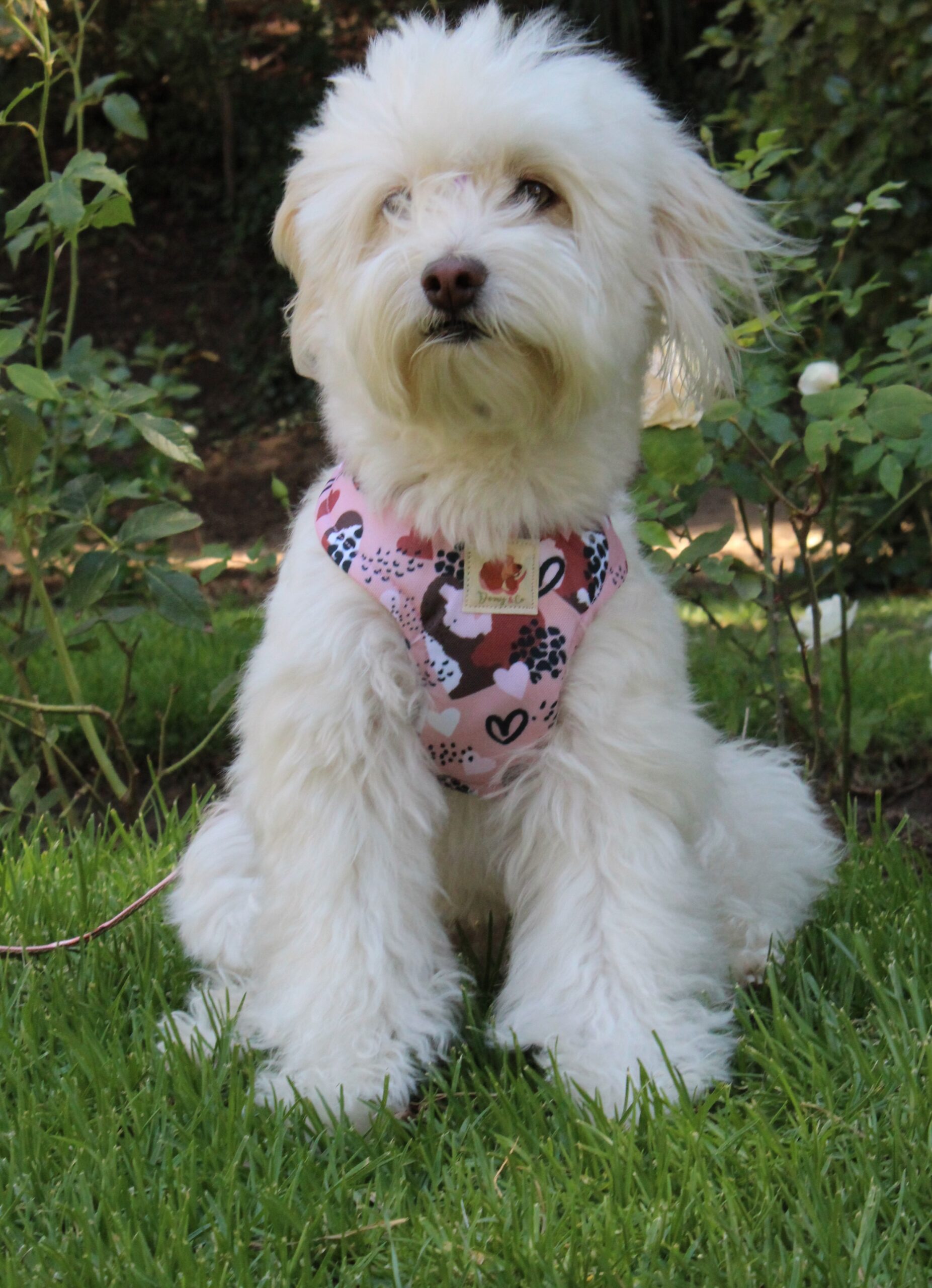 Arnés Corazones (Colección impermeable) - Imagen 2